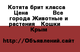 Котята брит класса › Цена ­ 20 000 - Все города Животные и растения » Кошки   . Крым